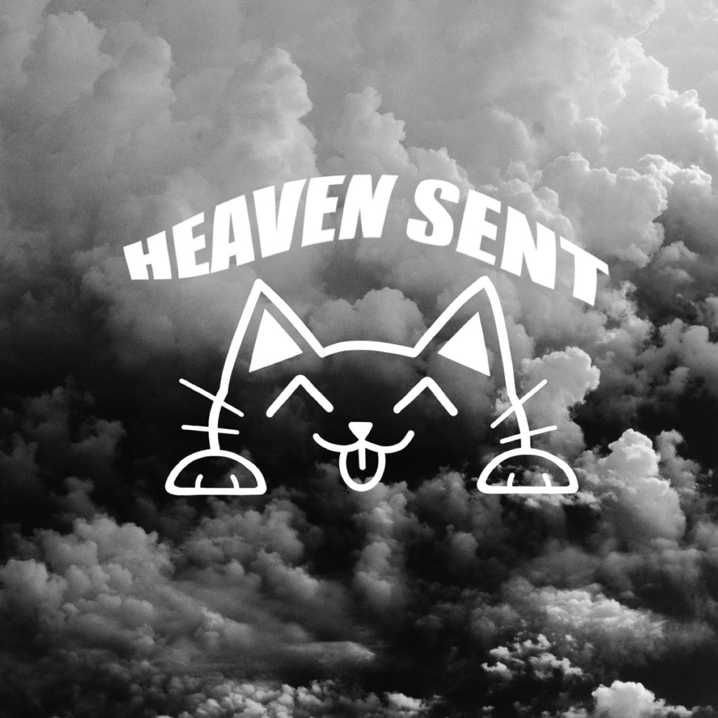HS Cat Peeker